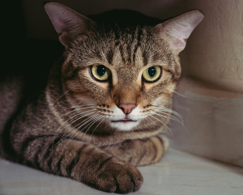 Thursday News Quiz: Feral Paws, Language Laws, Ariana Pause