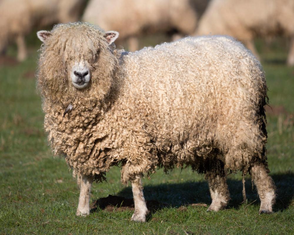 Sheep Shearing Crisis: UK Visa Policy Causes Needless Suffering