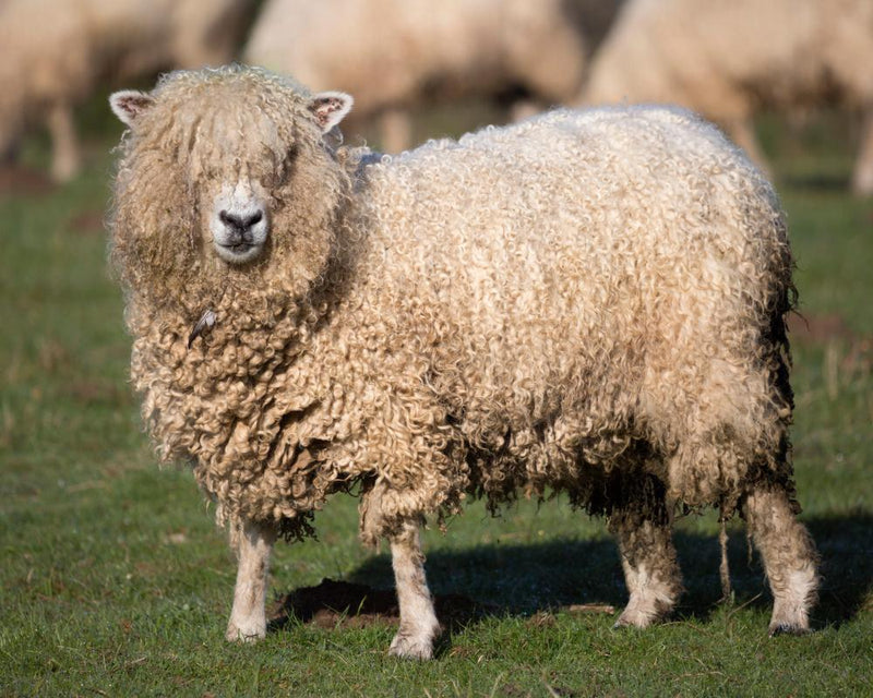 Sheep Shearing Crisis: UK Visa Policy Causes Needless Suffering