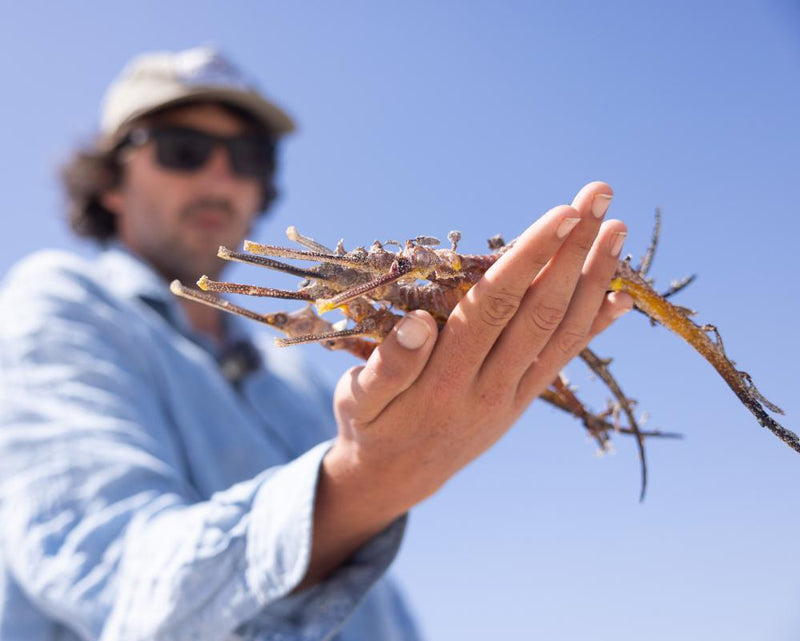 Sea Dragon Mass Mortality: Algal Bloom Devastates South Australia