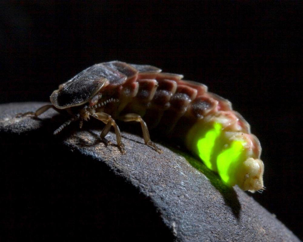Glowworms Return to North Yorkshire After Century-Long Absence