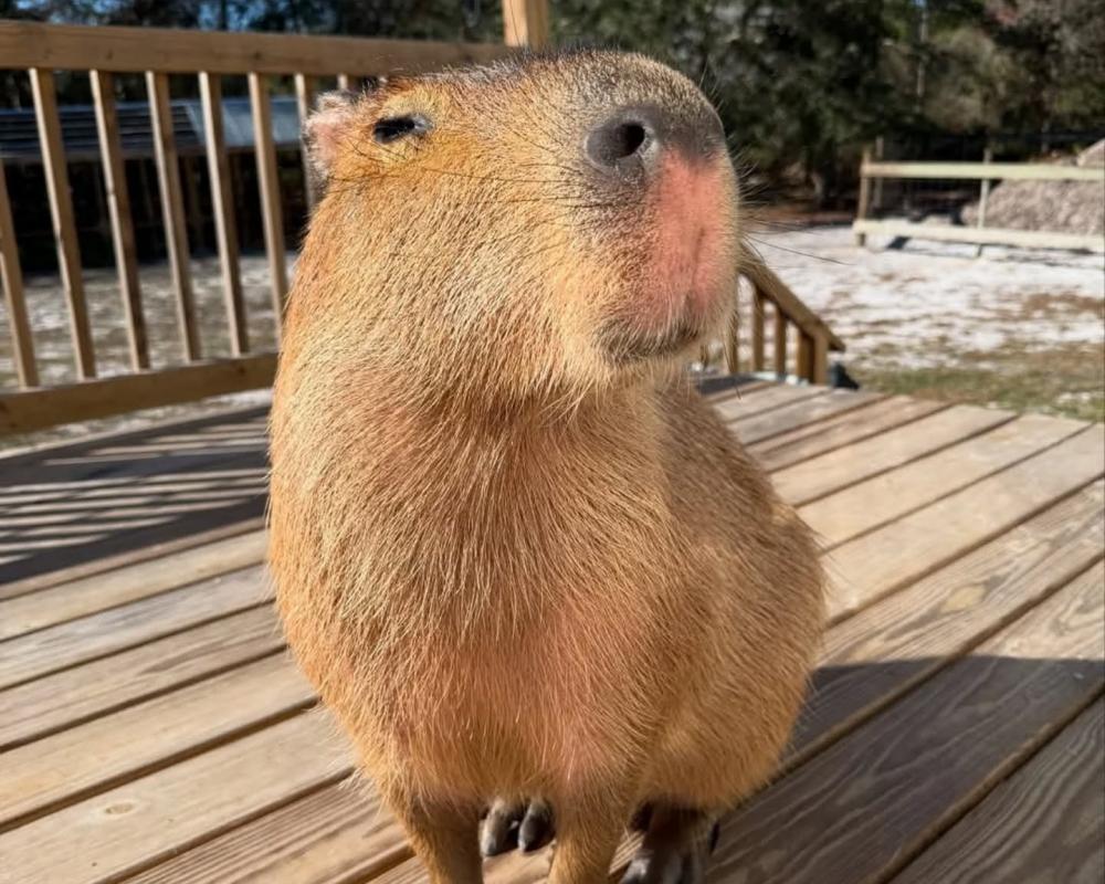 The Route to Cappyness Review: Capybara Boosterism Ode
