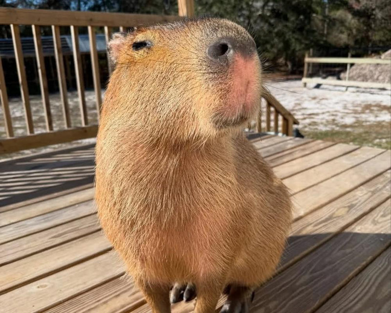 The Route to Cappyness Review: Capybara Boosterism Ode