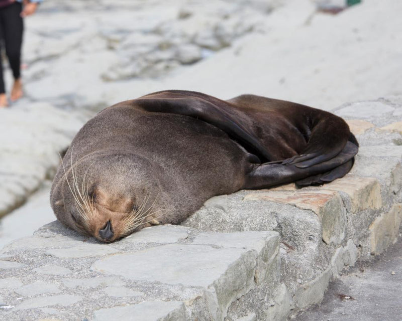 H5 Bird Flu Kills Fur Seal in Australia: First Mammal Case