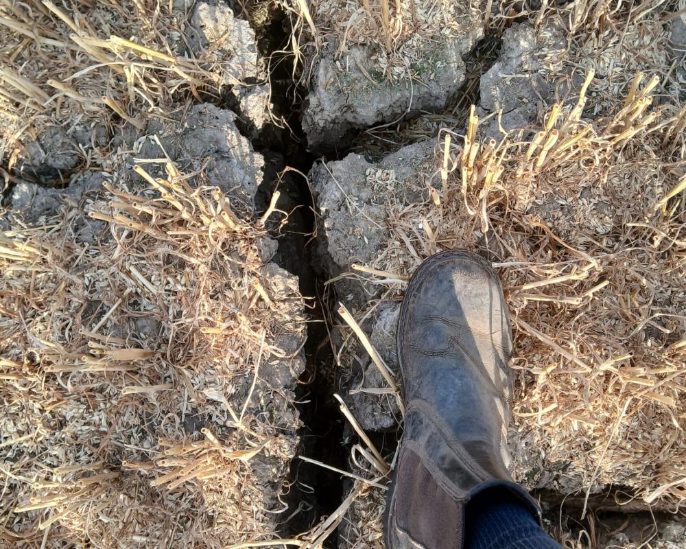 Heatwave Farming Crisis: Arable Farmers Face Yield Losses