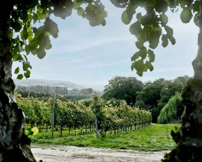 English Wine: From Joke to World-Class in Kent's Vineyards