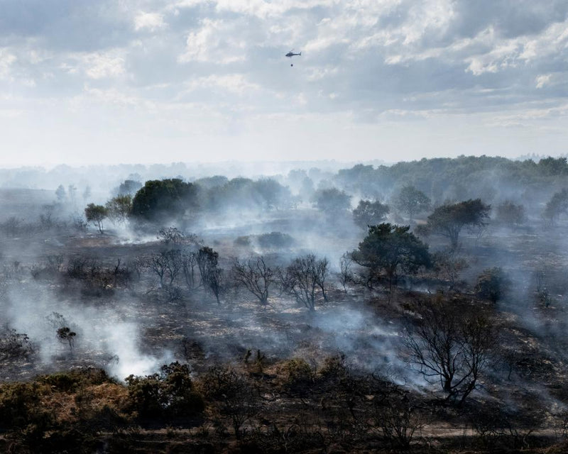 Disposable Barbecue Ban Urged to Prevent Wildfire Risks