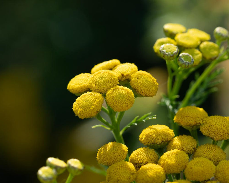 Drought-Resistant Tansy Flower Thrives in Dry Meadows