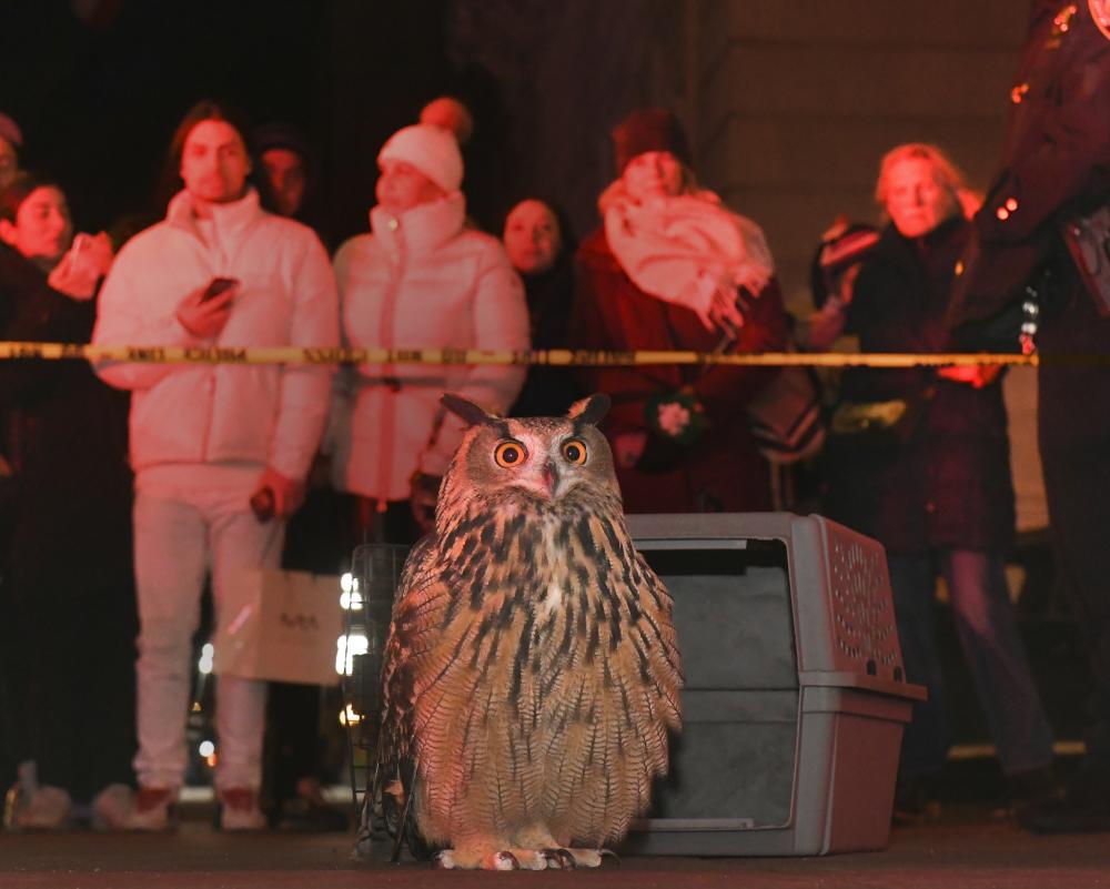 Flaco the Owl Documentary: A Fairytale Tale of Survival in NYC