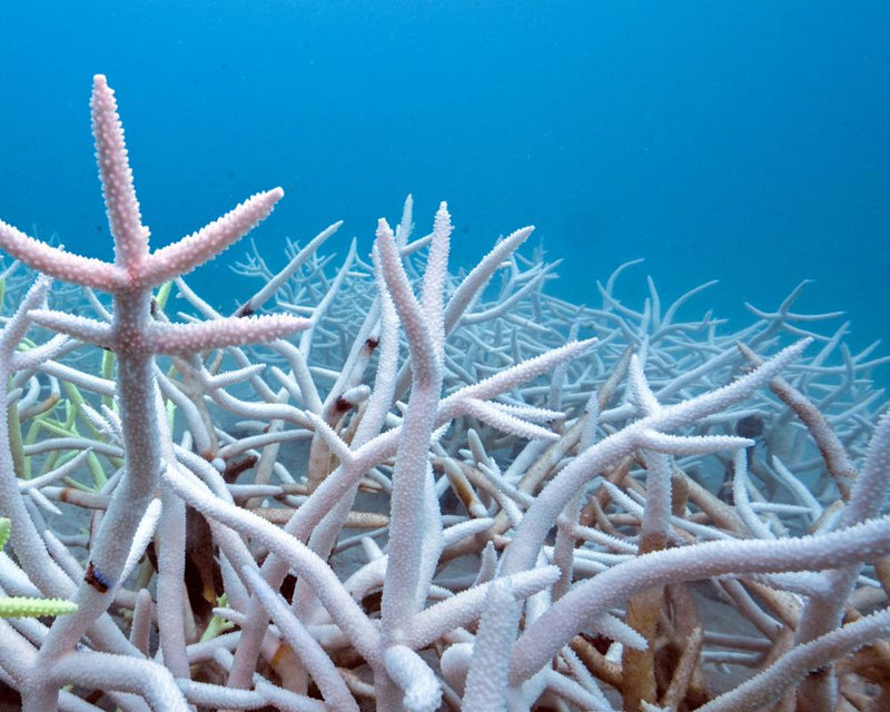 Ocean Heat Record: 23 Zettajoules Absorbed in One Year