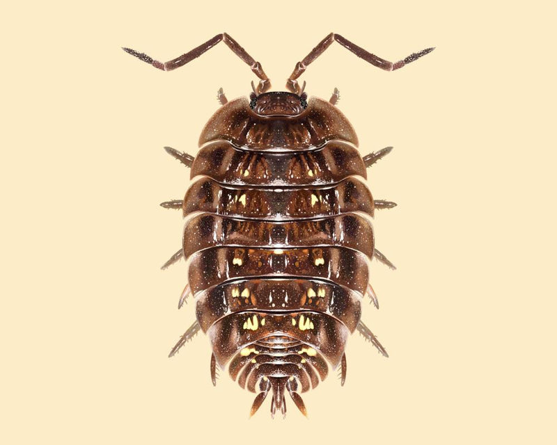 Woodlouse Superpowers: Nature's Tiny Recyclers Explained