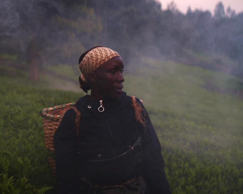 Kikuyu Land Review: Colonial-Era Misery Behind Your Morning Tea
