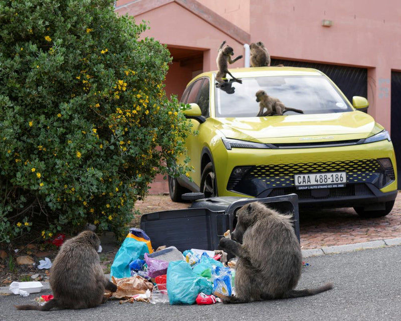 Cape Town Baboon Removal Plan Sparks Heated Debate