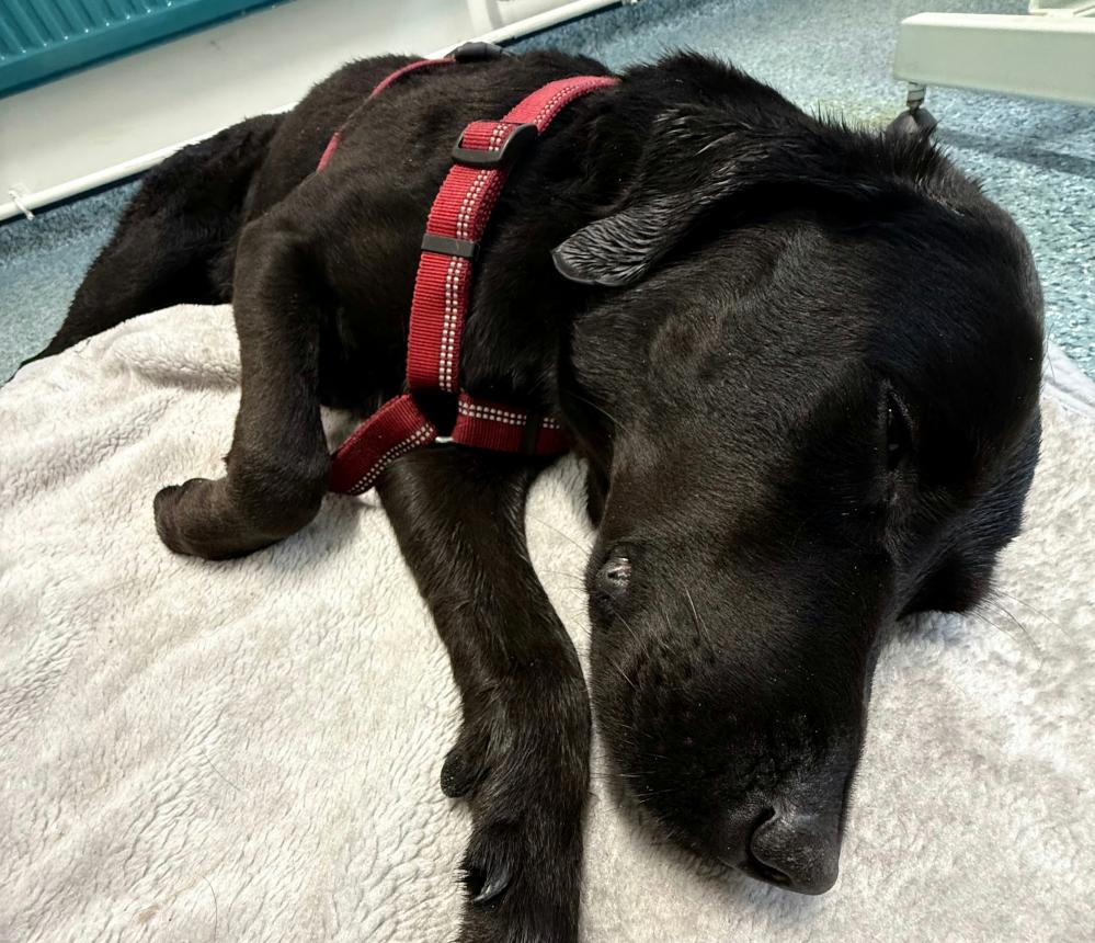 UK Pets Poisoned by Illicit Drugs in Record Numbers