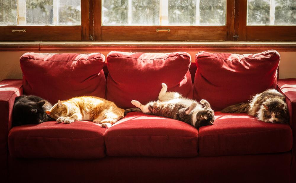 How to Keep Outdoor Cats Safe Indoors: A Complete Guide