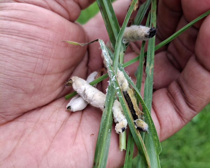 Fungus Discovery Offers Hope Against African Armyworm Pest