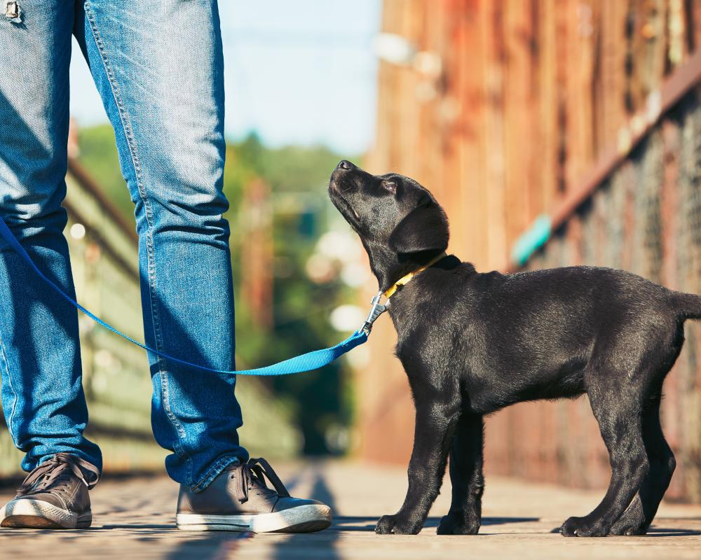 Dog Training Wars: Positive vs Balanced Trainers Explained