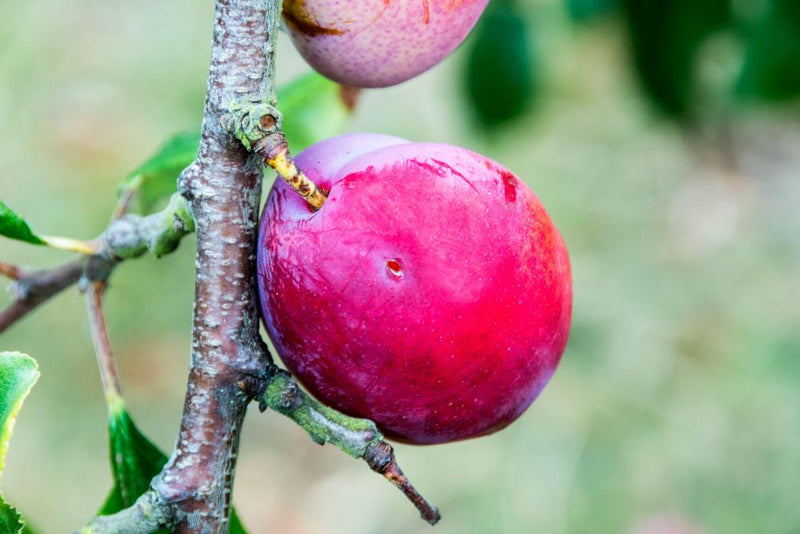 Plum Fruit Moth Larvae: How to Identify and Control This Garden Pest