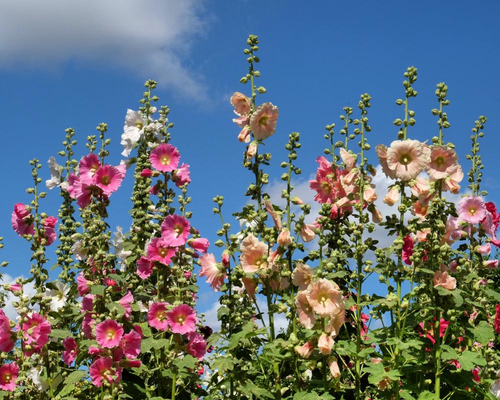 Heat-Resilient Plants for Hotter, Drier Summers in Your Garden