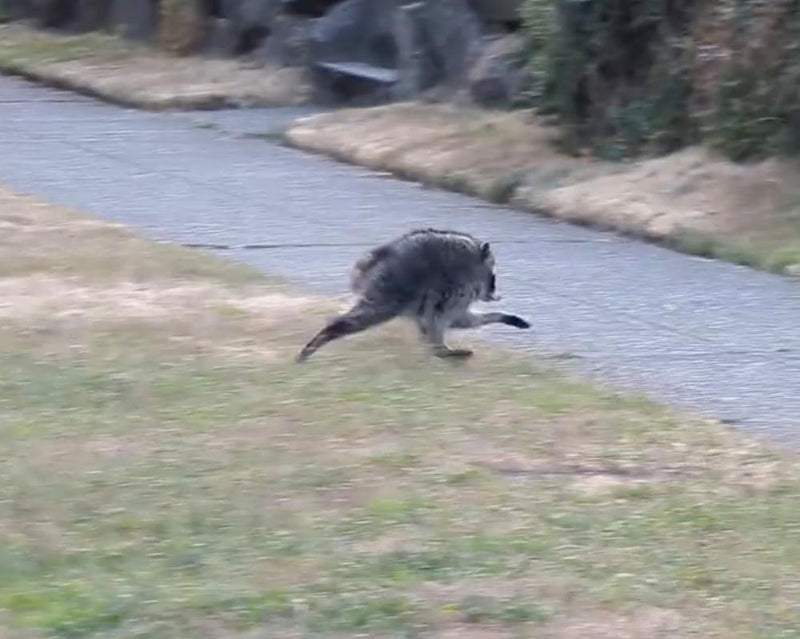 Jimothy the Raccoon: Why the Internet Can't Get Enough