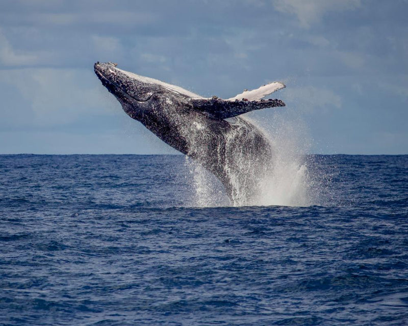 Humpback Whale Watching Rio: Tourism Impact on Recovery