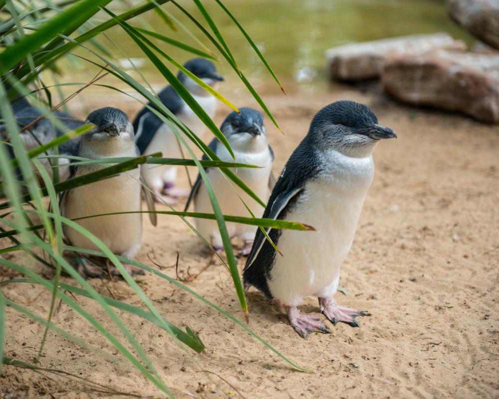 Bird Flu Threatens 400 Australian Species: New Report Reveals