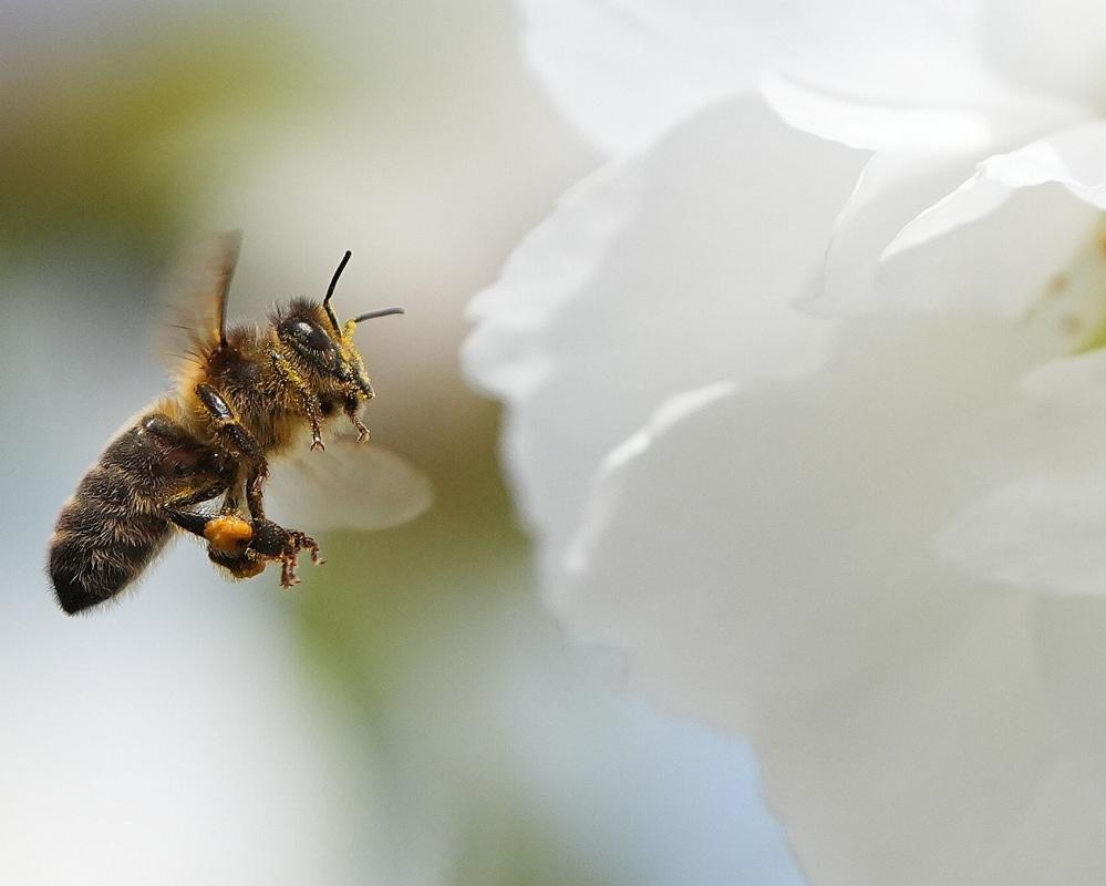 Europe's Wild Bees in Decline: Study Reveals Pollinator Crisis