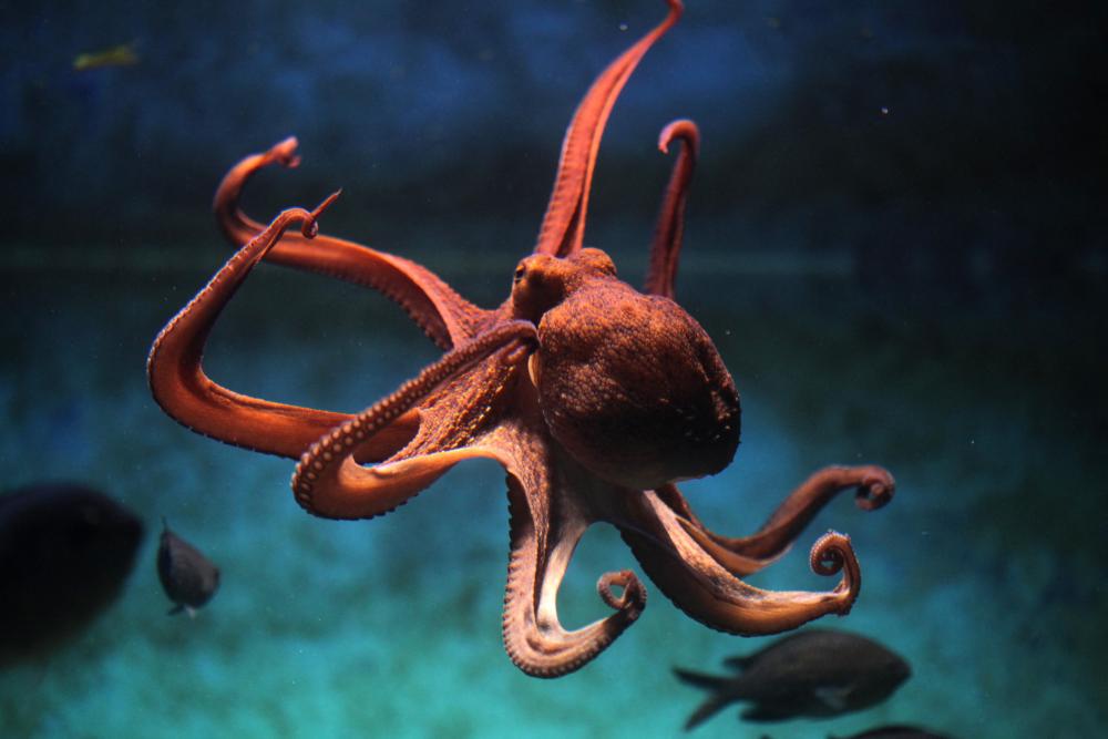 Why Octopus Farming Failed: Ethics and Business Viability