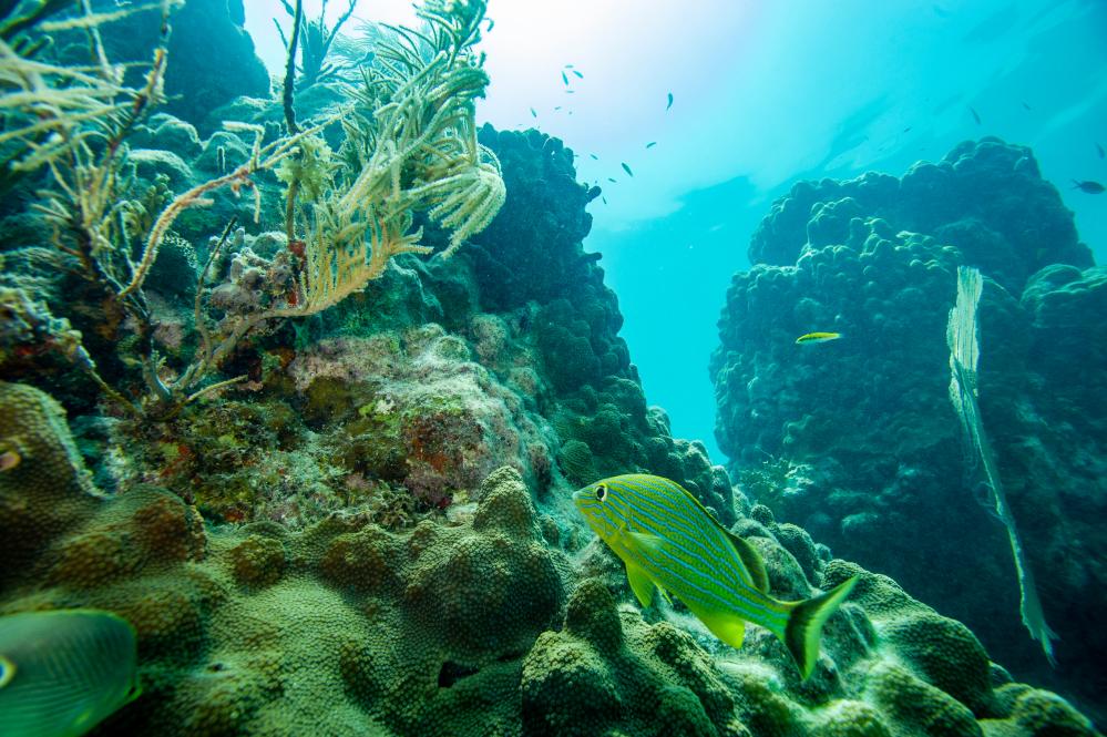 Florida Coastal Corridor Project Aims to Save Marine Life