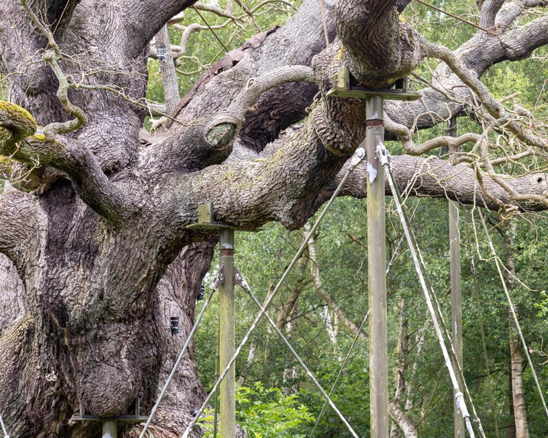 England's Ancient Oak Trees Dying in Extreme Heat and Drought