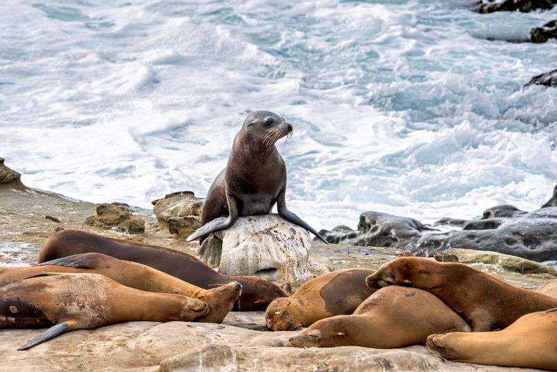 Teen Pleads Guilty to Sea Lion Attack in Viral Video