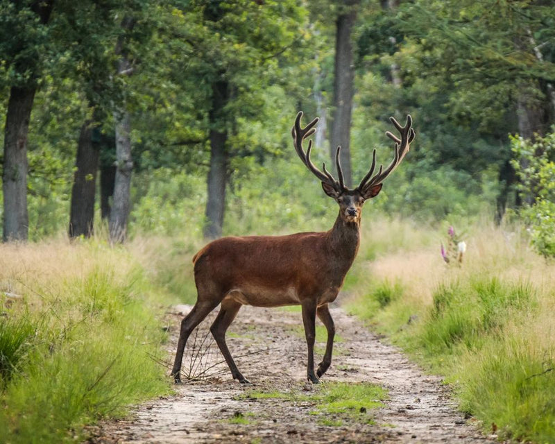 Cycling the Veluwe: A Wild Autumn Break in the Netherlands