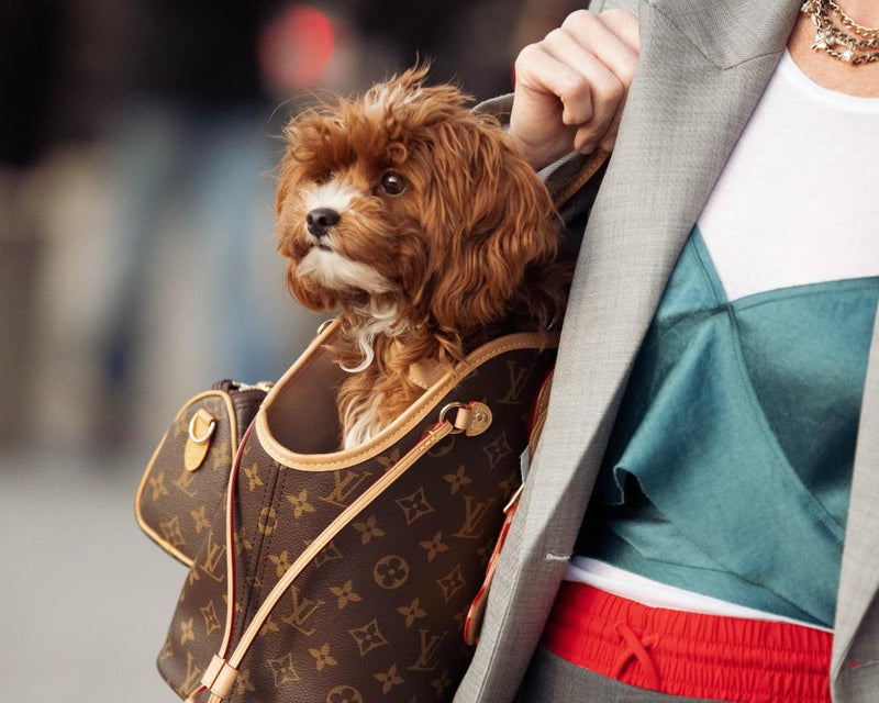 Dogs Take Over Fashion Week: Canine Companions Steal the Spotlight