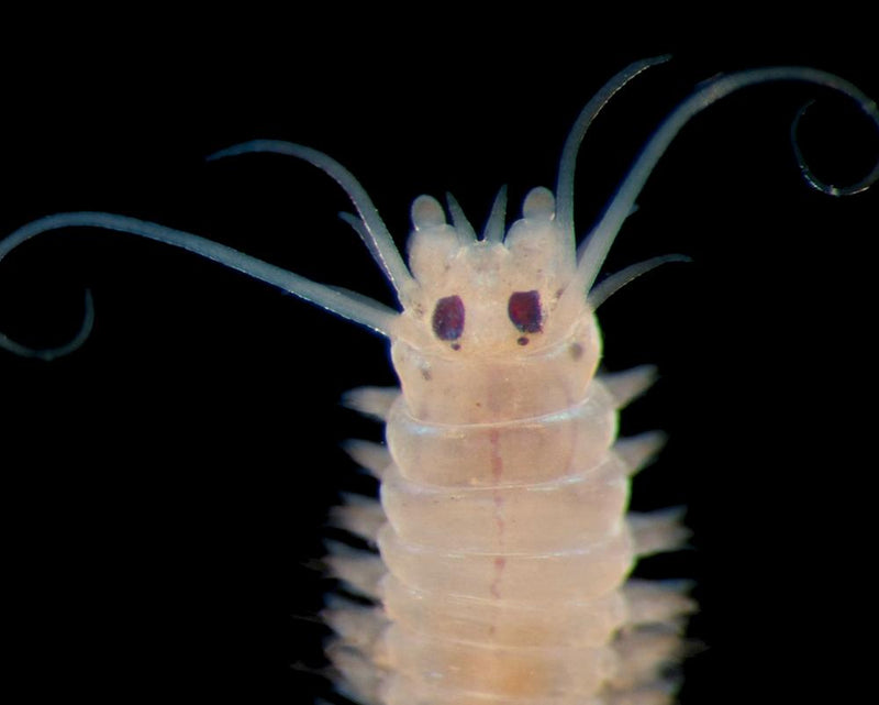 Deep Sea Documentary Review: Psychedelic Elvis Worm and Earth's Last