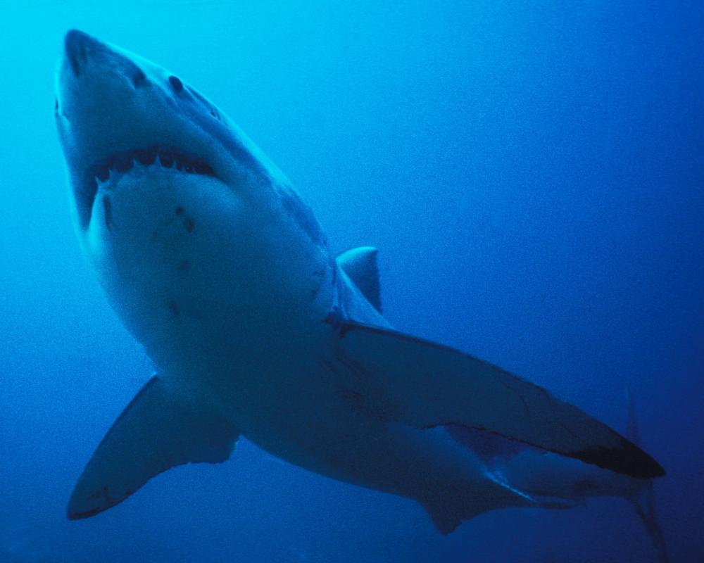 Thursday News Quiz: Superheroes, AI Zeroes and a Very Lost Shark