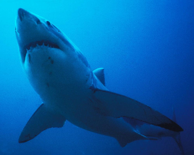 Thursday News Quiz: Superheroes, AI Zeroes and a Very Lost Shark