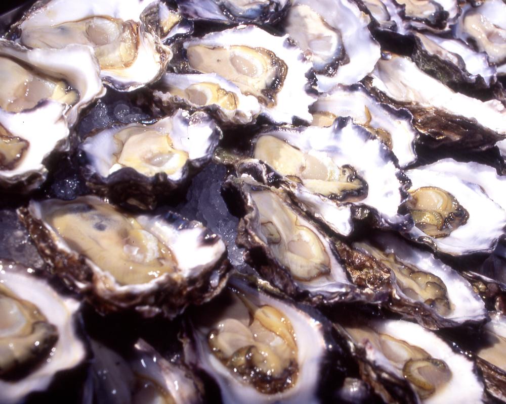 Oyster Heist: $350K in Shellfish Stolen from NSW Farm