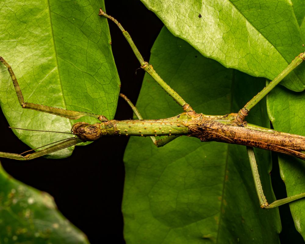 New Australian Stick Insect Species Discovered in Queensland