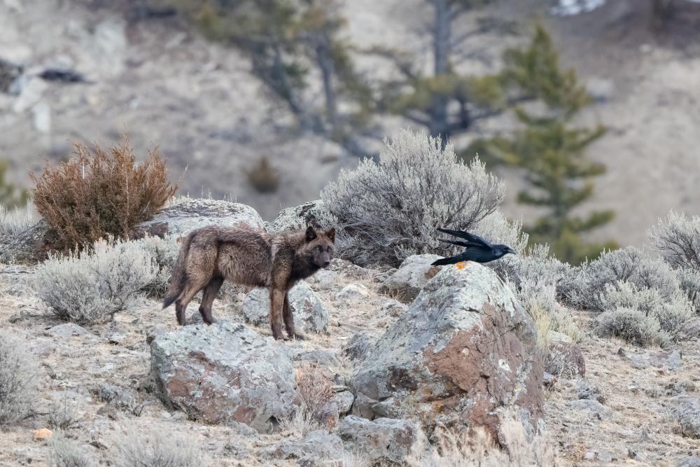 Trump Forest Rule Rollback Threatens 400 Endangered Species