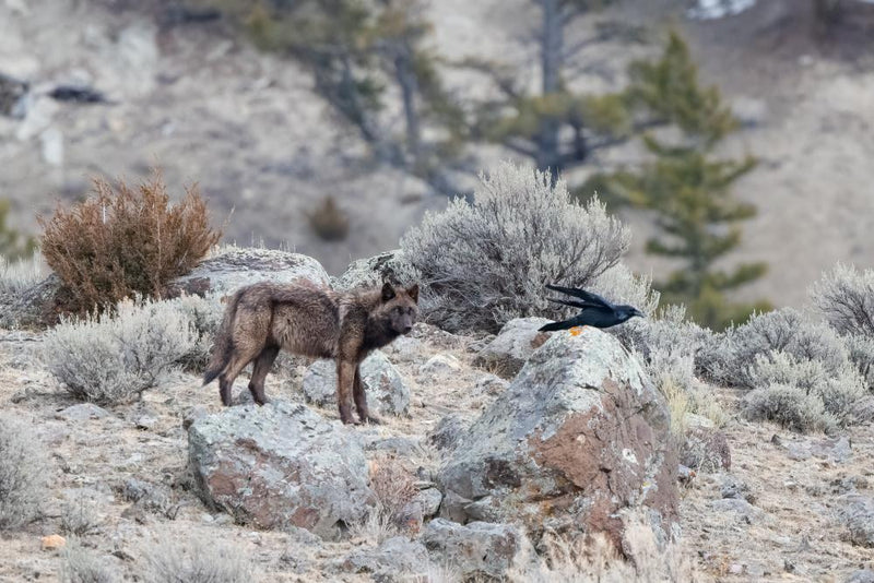Trump Forest Rule Rollback Threatens 400 Endangered Species