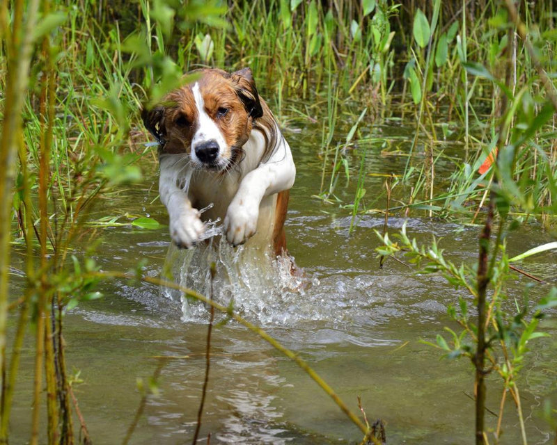 Toxic Pet Flea Treatments: Ban Urged to Protect UK Wildlife
