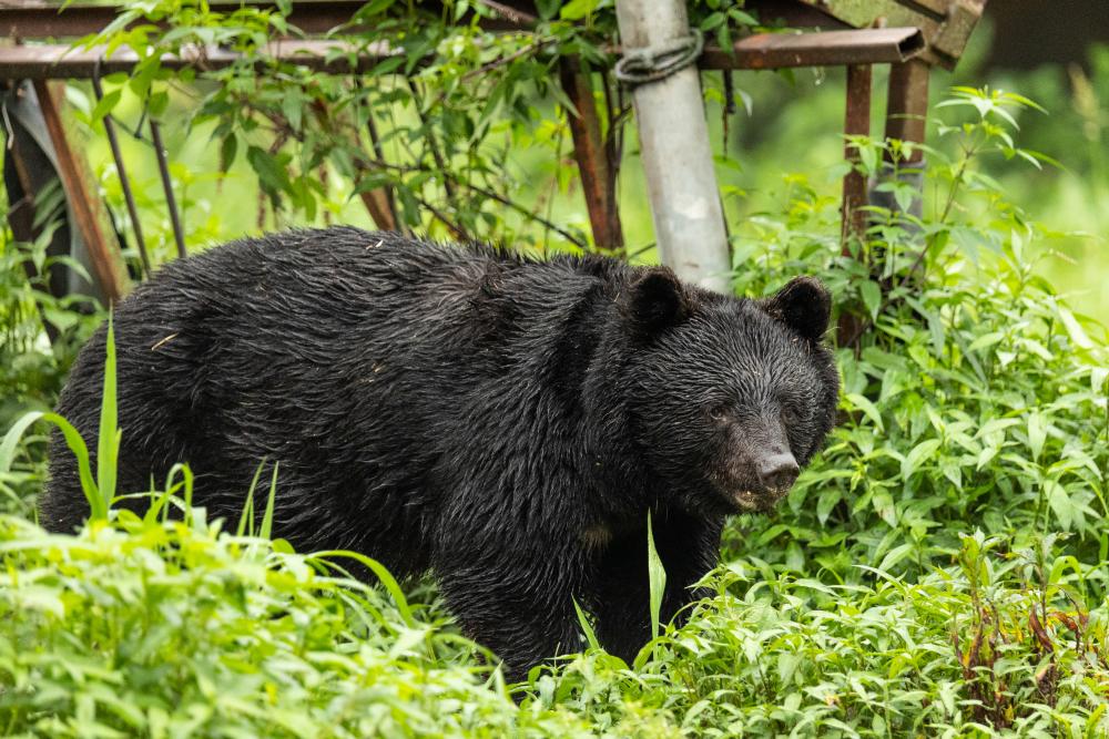 Japan's Bear Cull: Will Killing 14,000 Prevent Attacks