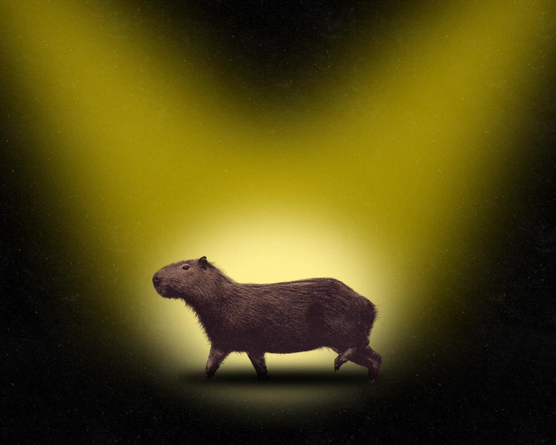 Samba the Fugitive Capybara: Six Months on the Run in Hampshire