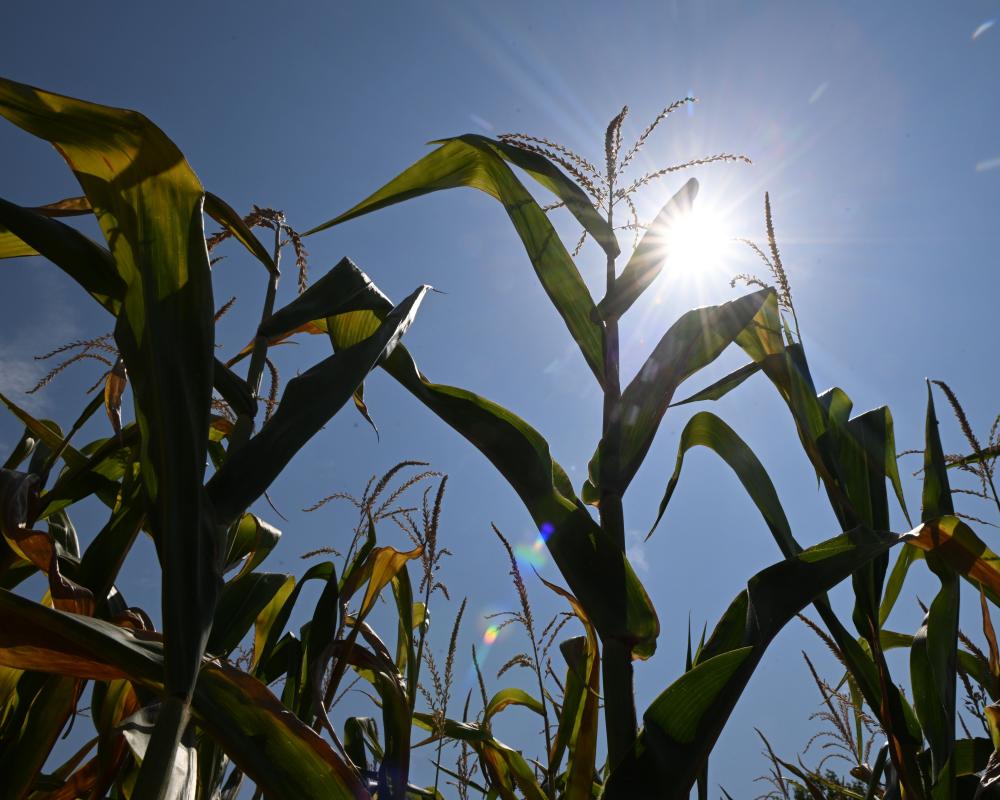 European Farmers Face Unprecedented Crisis as Heatwaves Devastate