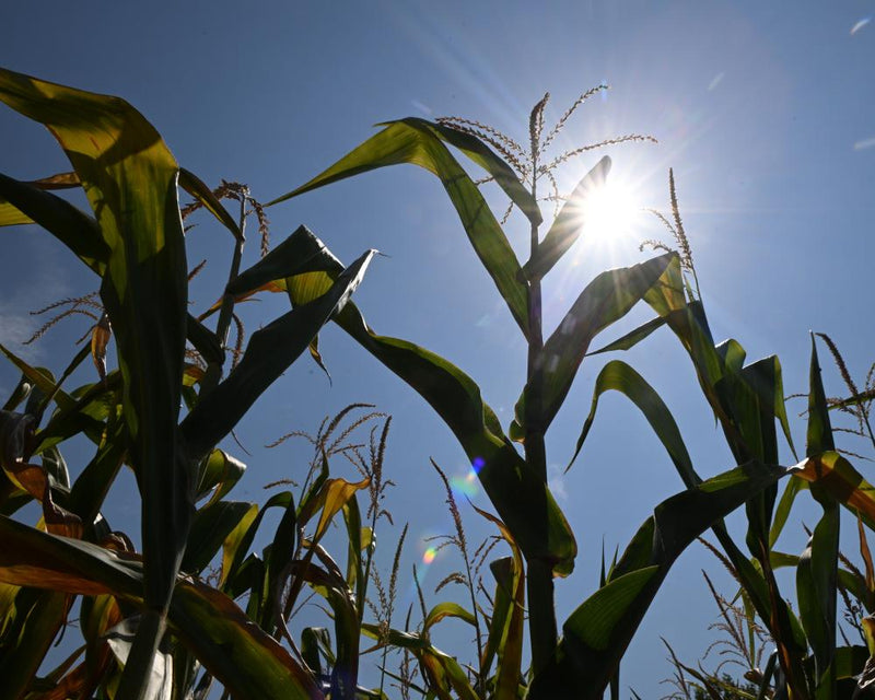 European Farmers Face Unprecedented Crisis as Heatwaves Devastate