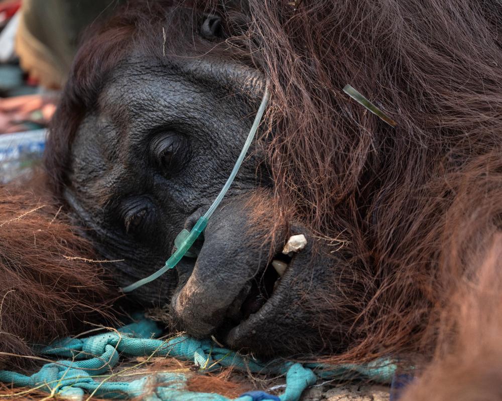 Indonesian Wildfires Threaten Orangutan Research