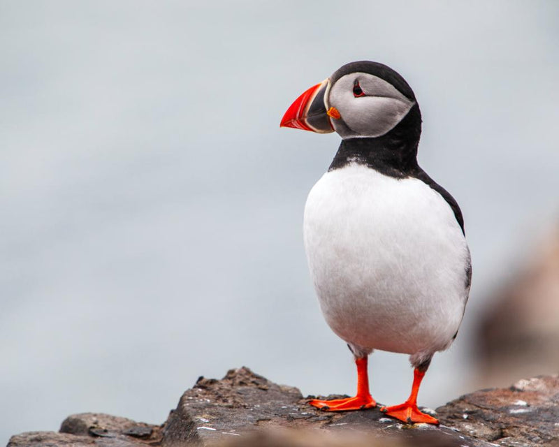 Puffin Bird Facts: The Paradoxical Seabird with a Fighting Spirit