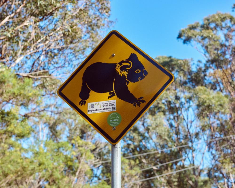 Koala National Park Protection: NSW Forests and the Greens Vote