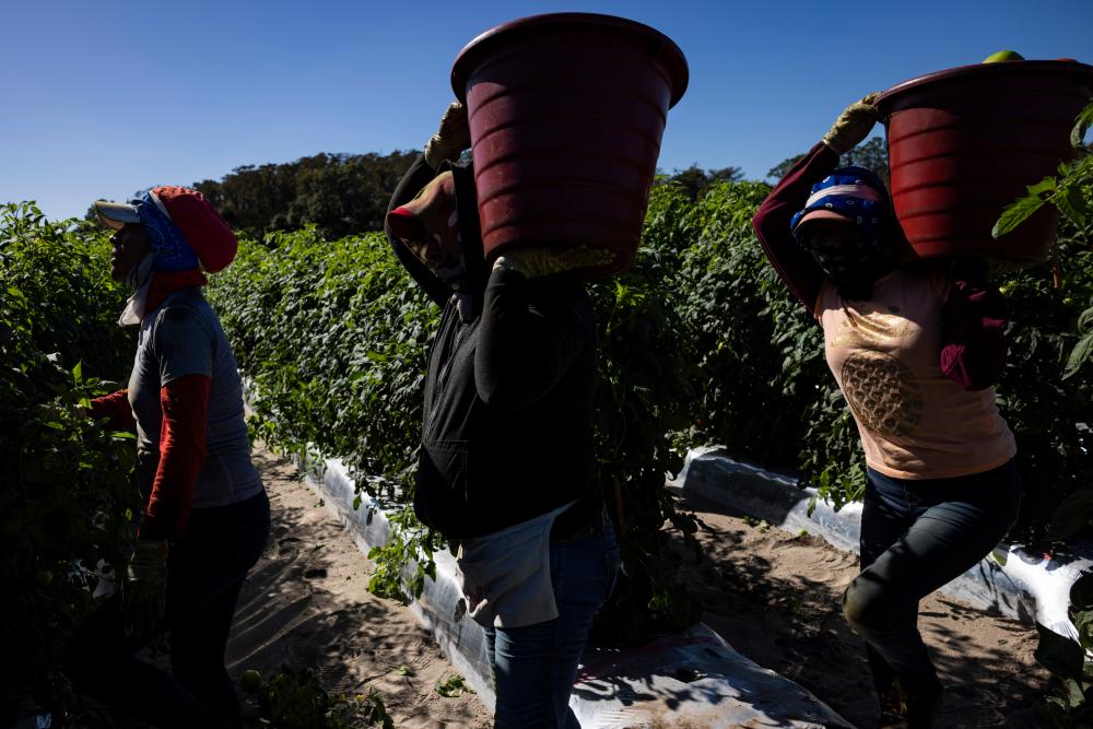 US Workers Face Deadly Heat, Borrow Tomato Pickers' Playbook