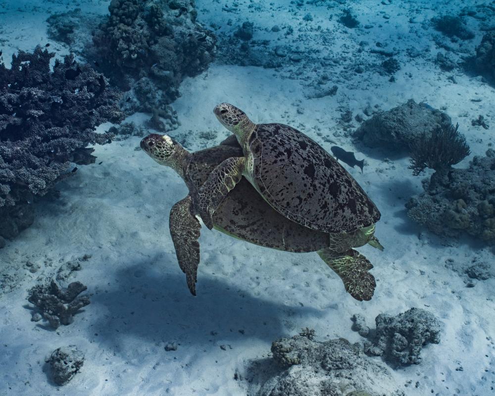 Woodside Gas Drilling Threatens Endangered Turtles and Coral